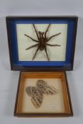 A framed taxidermy specimen of a blue blackbird eating spider of Peru, and a framed owl butterfly