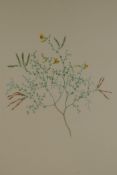 Daniel MacKenzie, after Sydney Parkinson, Lotus Glaucus Dryander in Aiton, colour engraving,