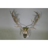 A set of deer antlers mounted on wood plaque with armorial crest, originally dated 1914, 73cm