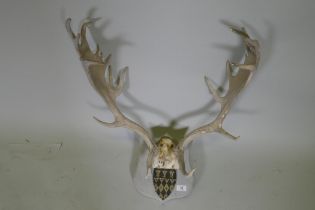 A set of deer antlers mounted on wood plaque with armorial crest, originally dated 1914, 73cm