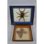 A framed taxidermy specimen of a blue blackbird eating spider of Peru, and a framed owl butterfly