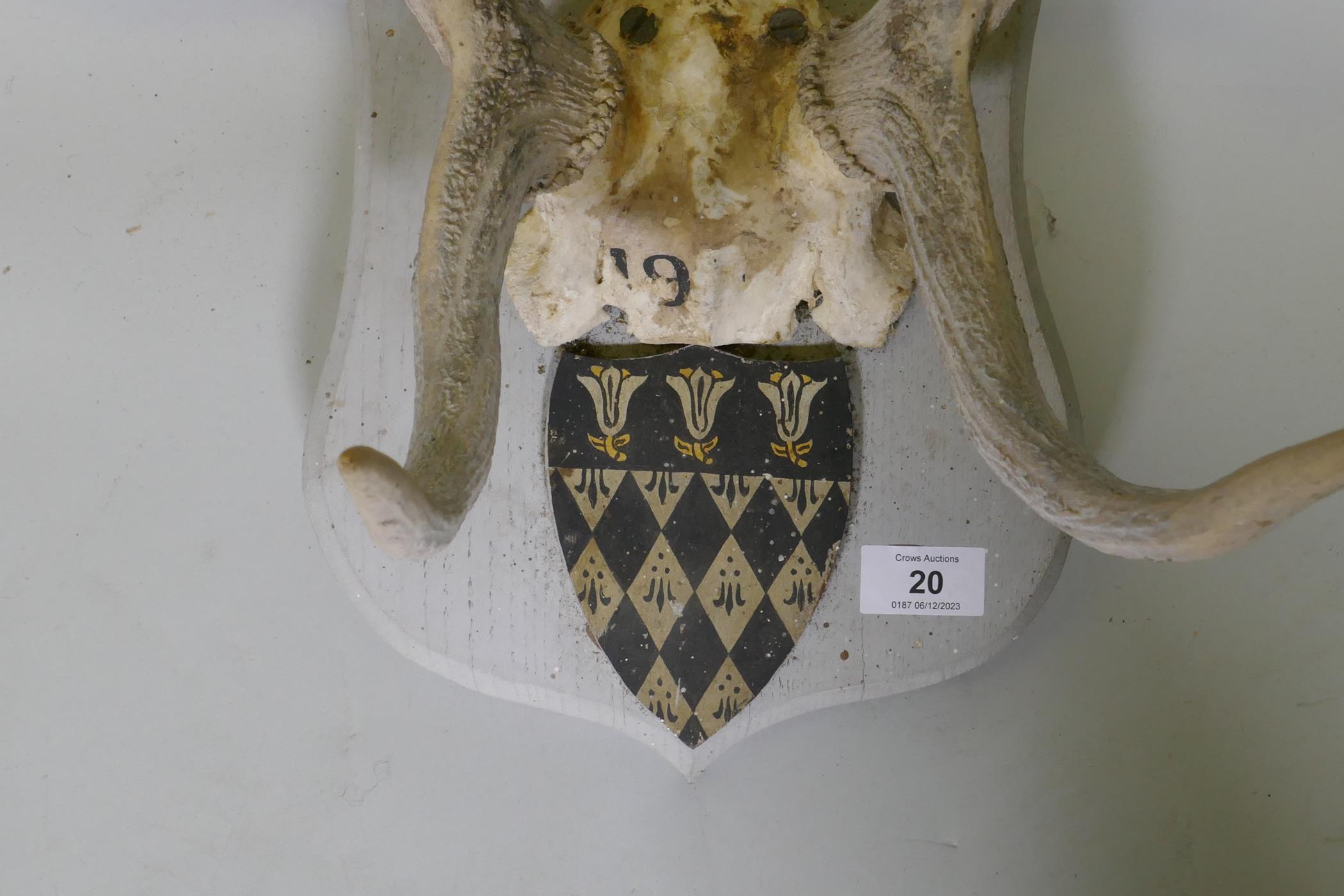 A set of deer antlers mounted on wood plaque with armorial crest, originally dated 1914, 73cm - Image 2 of 3