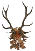 Antlers/Horns: European Royal Red Deer Antlers (Cervus elaphus hippalaphus)