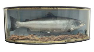 Taxidermy: Large Scottish Salmon (Salmo salar)