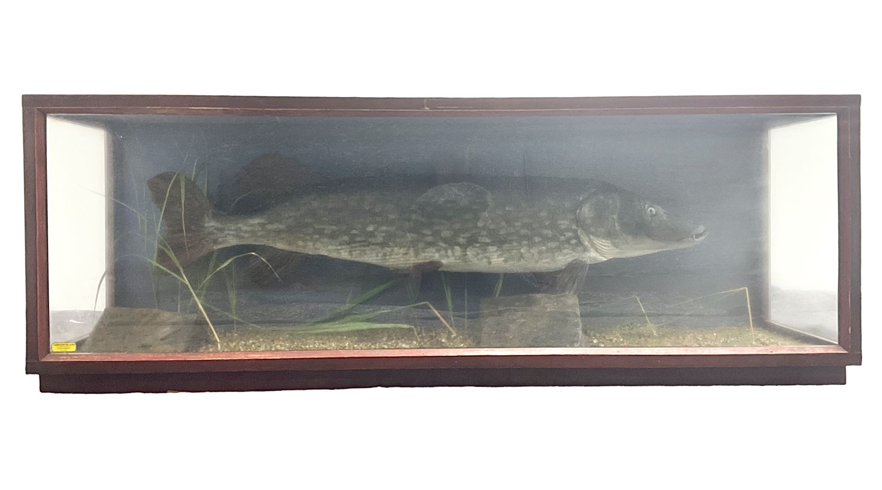 Taxidermy: Cased Northern Pike (Esox lucius)