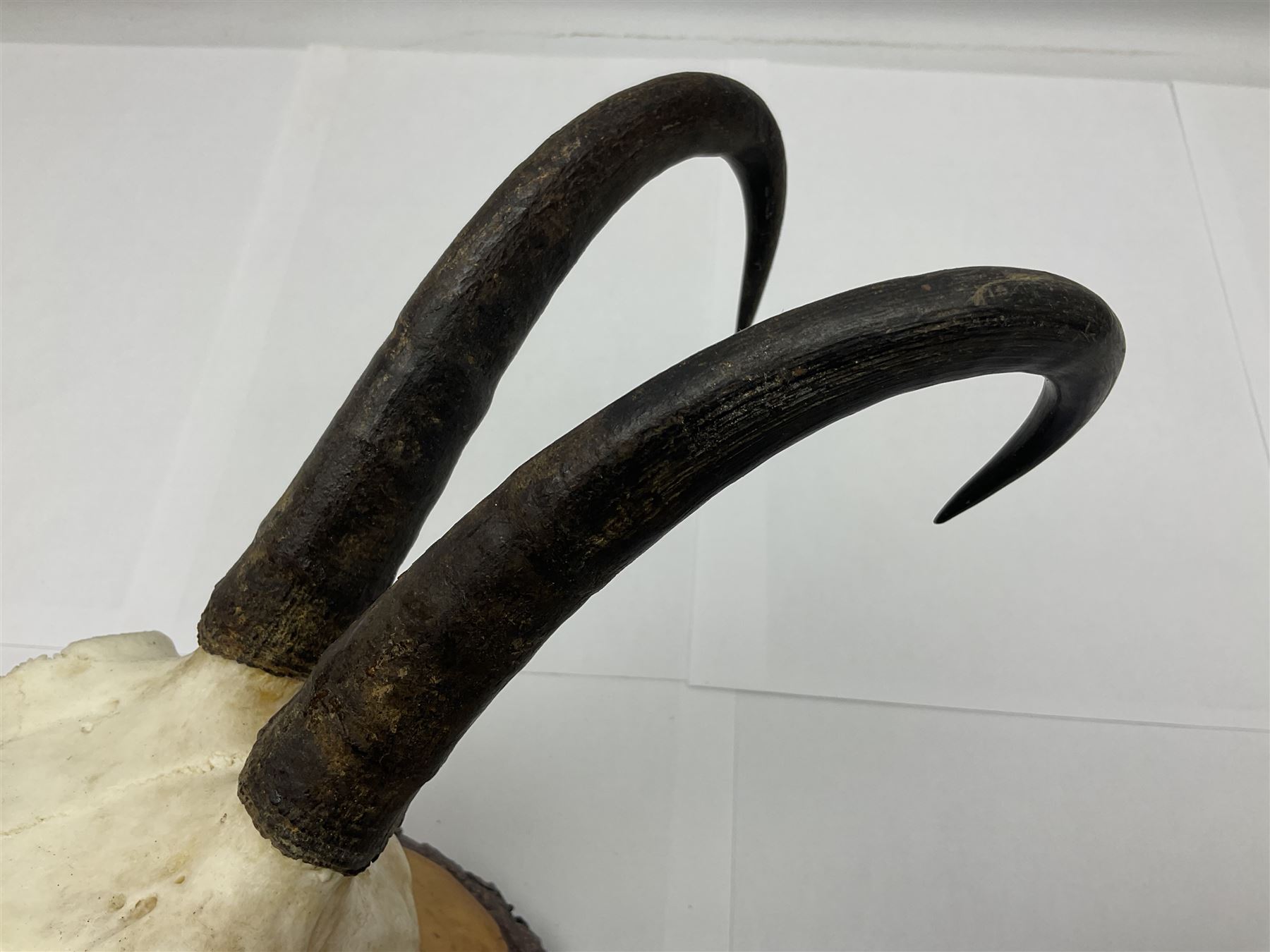 Antlers/Horns: Alpine Chamois (Rupicapra rupicapra) - Image 9 of 35