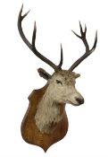 Taxidermy: Scottish Red Deer (Cervus elaphus scoticus)