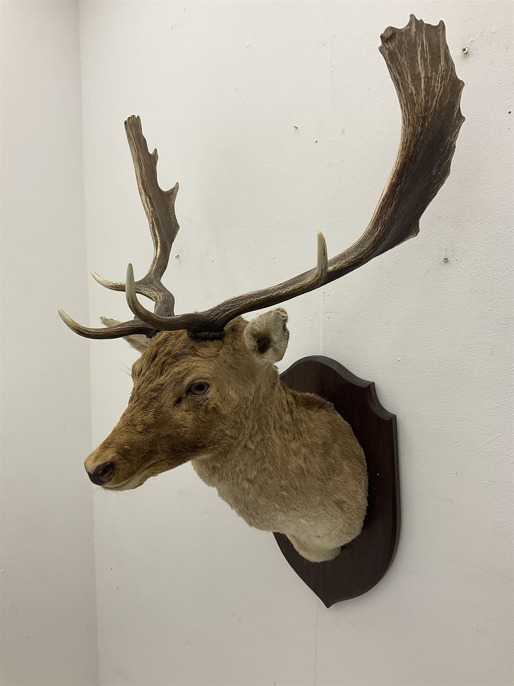 Taxidermy: European Fallow Deer (Dama dama) - Image 2 of 16