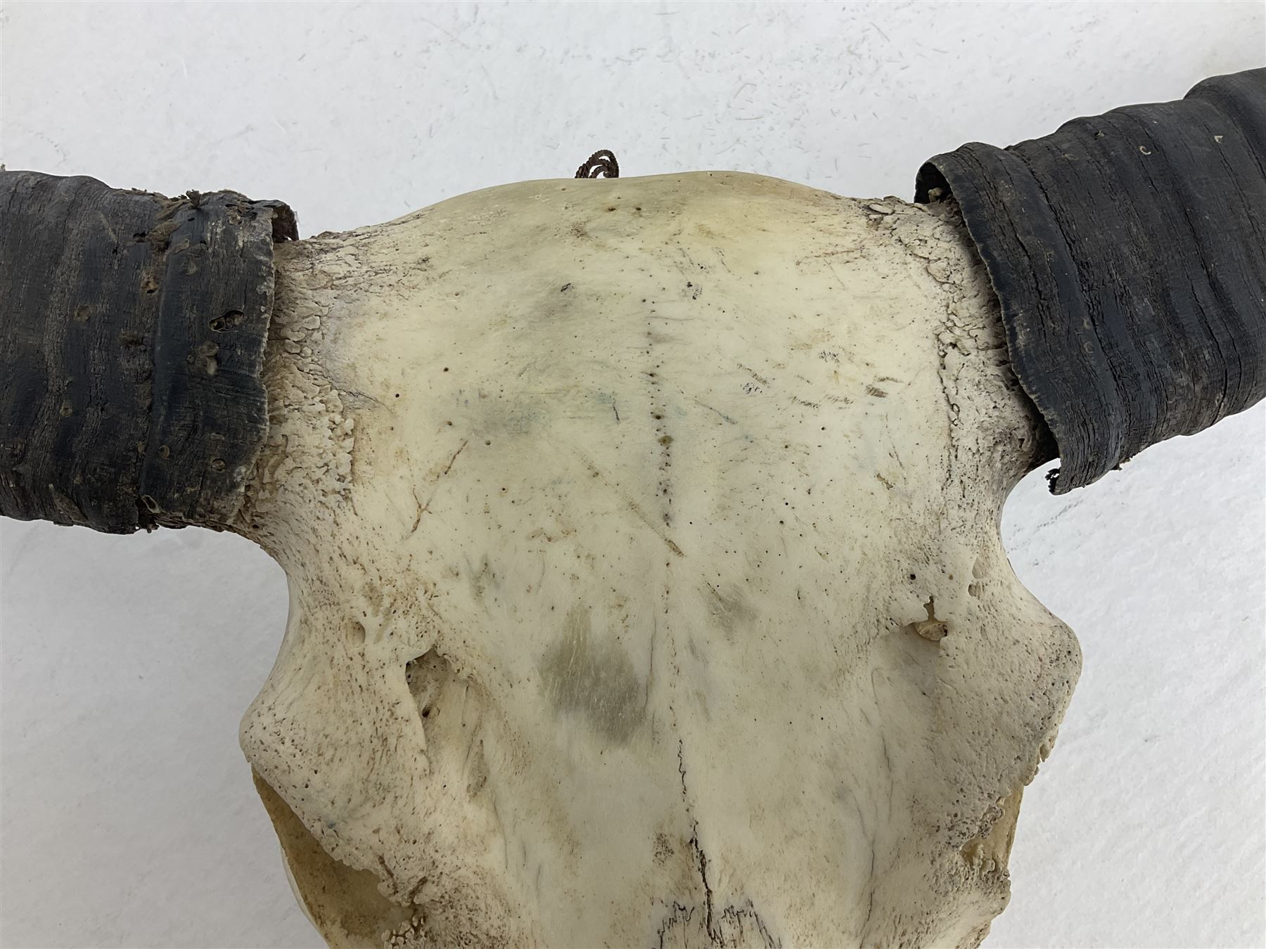 Skulls/Horns: Asian Wild Water Buffalo (Bubalus arnee) - Image 4 of 10
