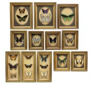 Entomology: Twelve framed displays contain twenty specimens of tropical moths and butterflies
