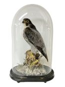 Taxidermy: Victorian cased Peregrine Falcon (Falco peregrinus)