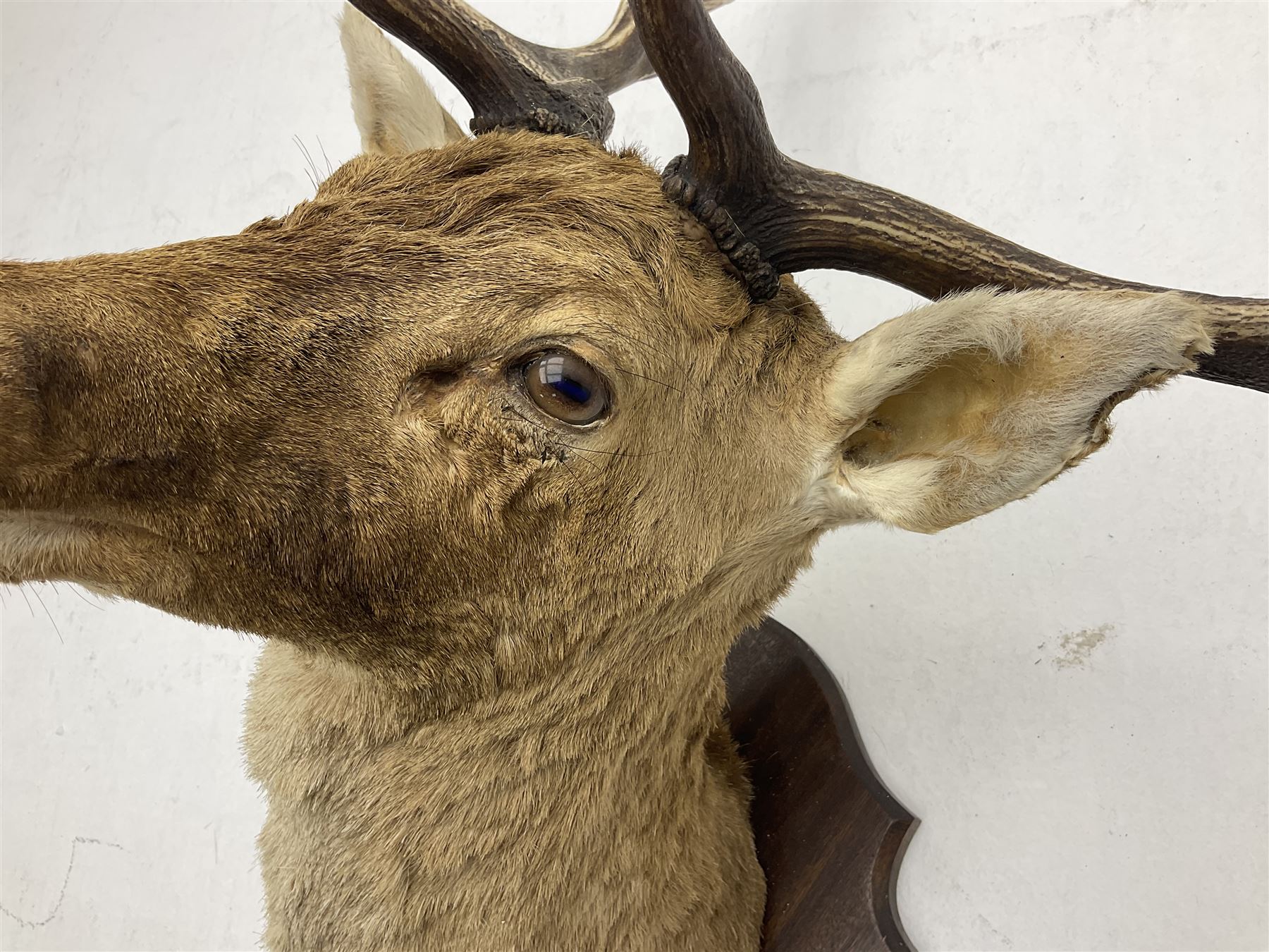 Taxidermy: European Fallow Deer (Dama dama) - Image 4 of 16