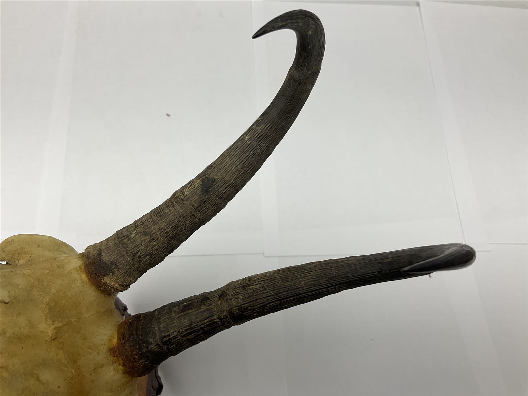 Antlers/Horns: Alpine Chamois (Rupicapra rupicapra) - Image 22 of 35