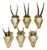 Antlers/Horns: Roe Deer (Capreolus capreolus) six pairs of roe deer antlers mounted upon oak shields