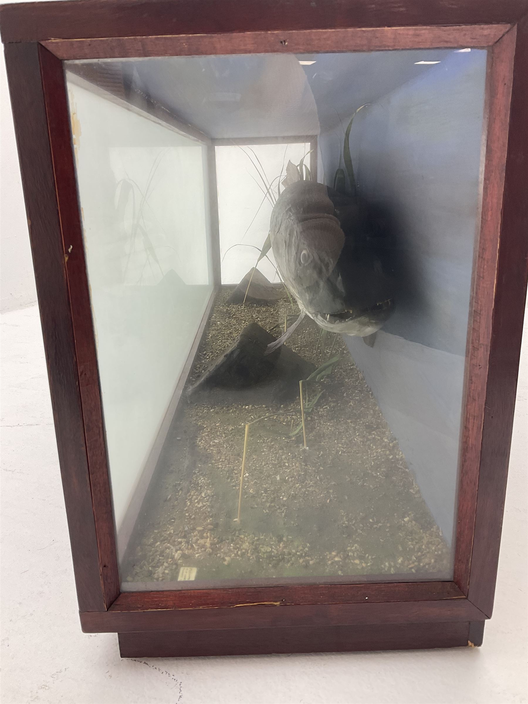 Taxidermy: Cased Northern Pike (Esox lucius) - Image 2 of 9