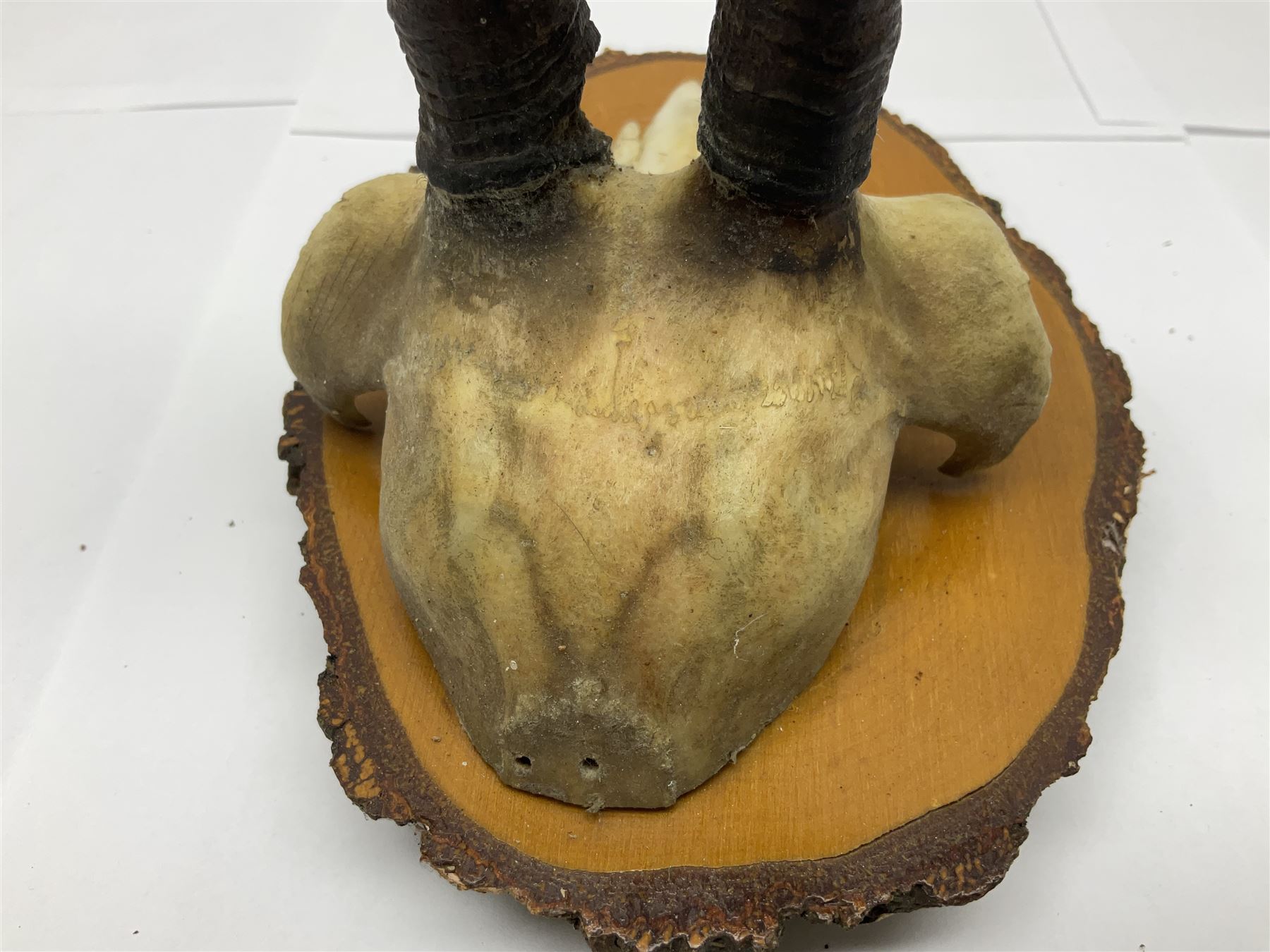 Antlers/Horns: Alpine Chamois (Rupicapra rupicapra) - Image 16 of 35