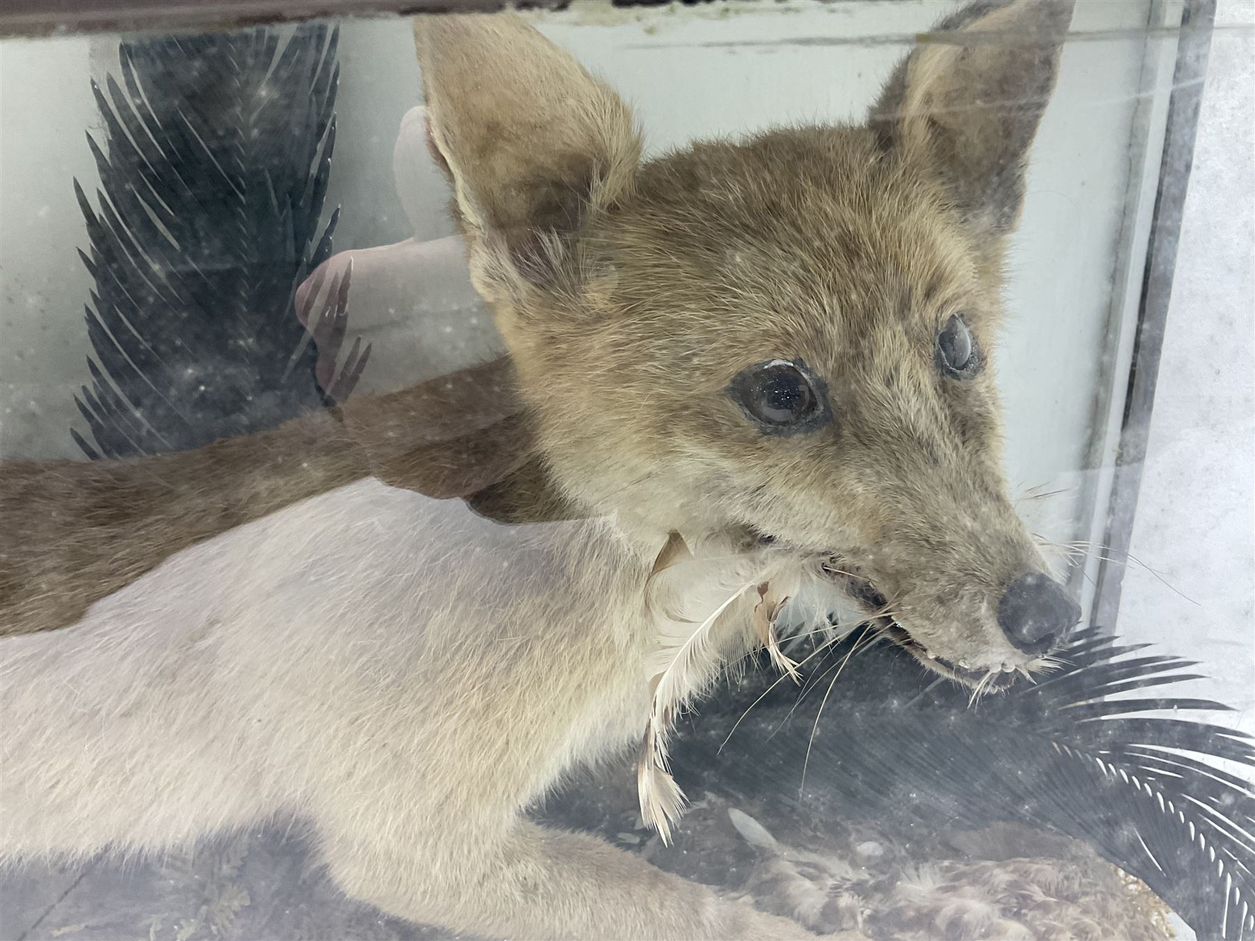 Taxidermy: 19th century cased display Red Fox (Vulpes vulpes) with pray - Image 8 of 15