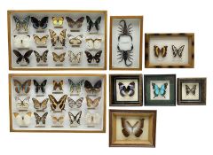 Entomology: Glazed entomology collector's drawer display of various butterflies and moths