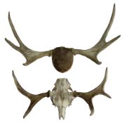 Antlers/horns: European Moose (Alces alces)