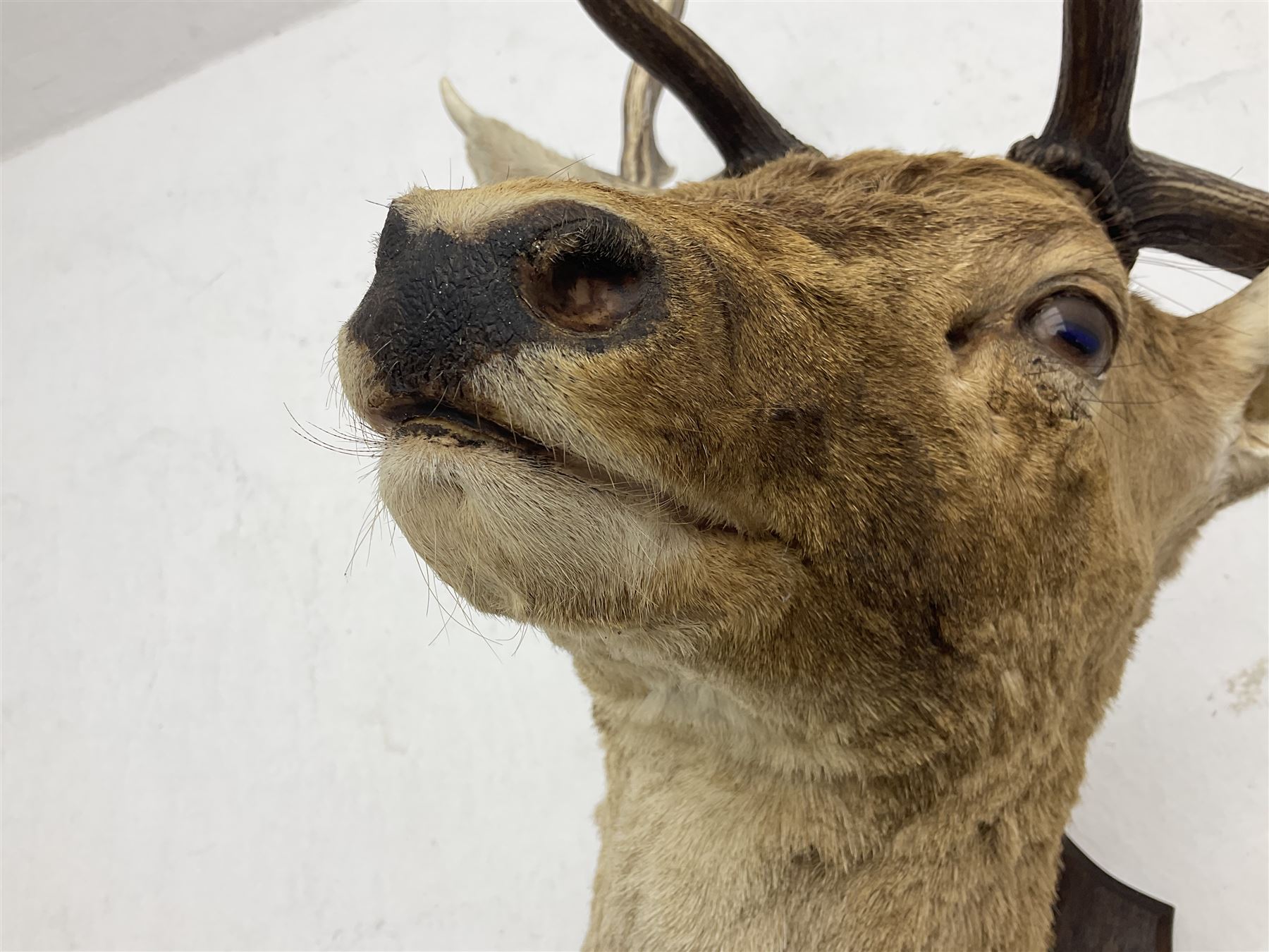 Taxidermy: European Fallow Deer (Dama dama) - Image 5 of 16