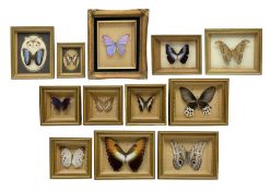 Entomology: Twelve framed displays contain thirteen specimens of tropical moths and butterflies