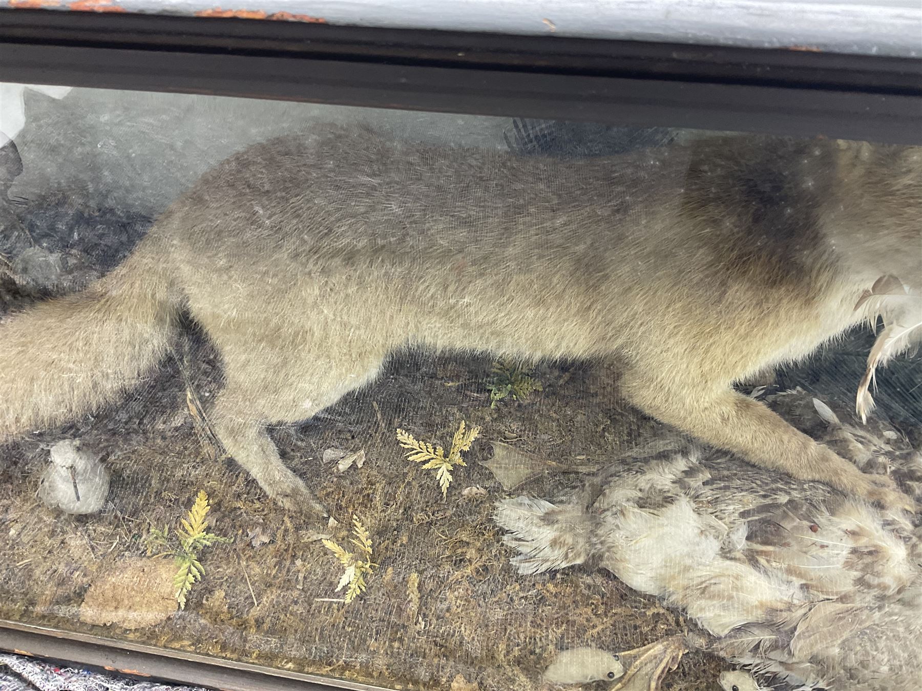 Taxidermy: 19th century cased display Red Fox (Vulpes vulpes) with pray - Image 10 of 15