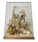 Entomology: 20th century cased moth and butterfly diorama