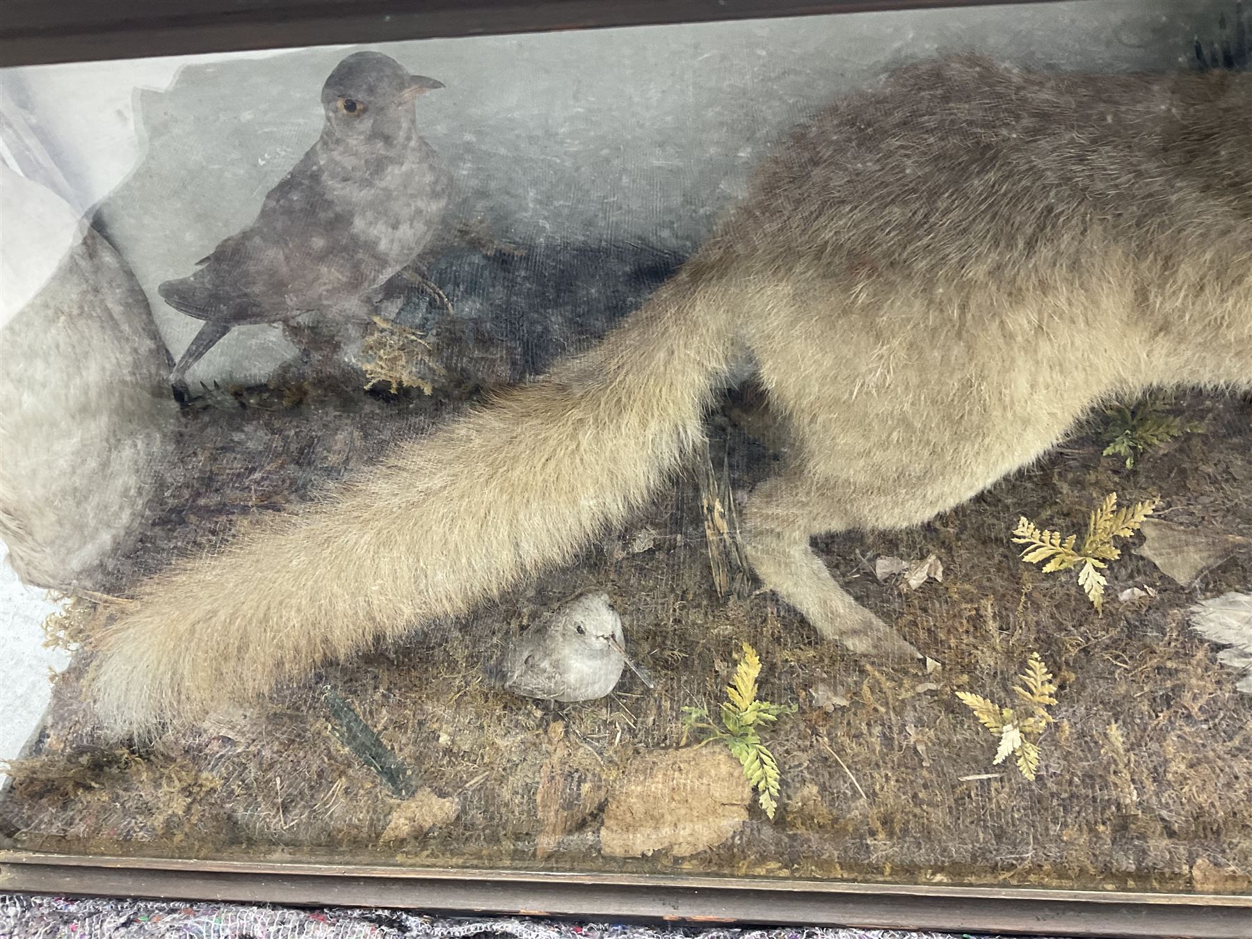 Taxidermy: 19th century cased display Red Fox (Vulpes vulpes) with pray - Image 11 of 15