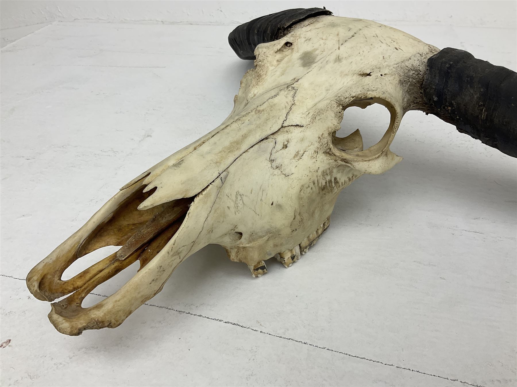 Skulls/Horns: Asian Wild Water Buffalo (Bubalus arnee) - Image 2 of 10