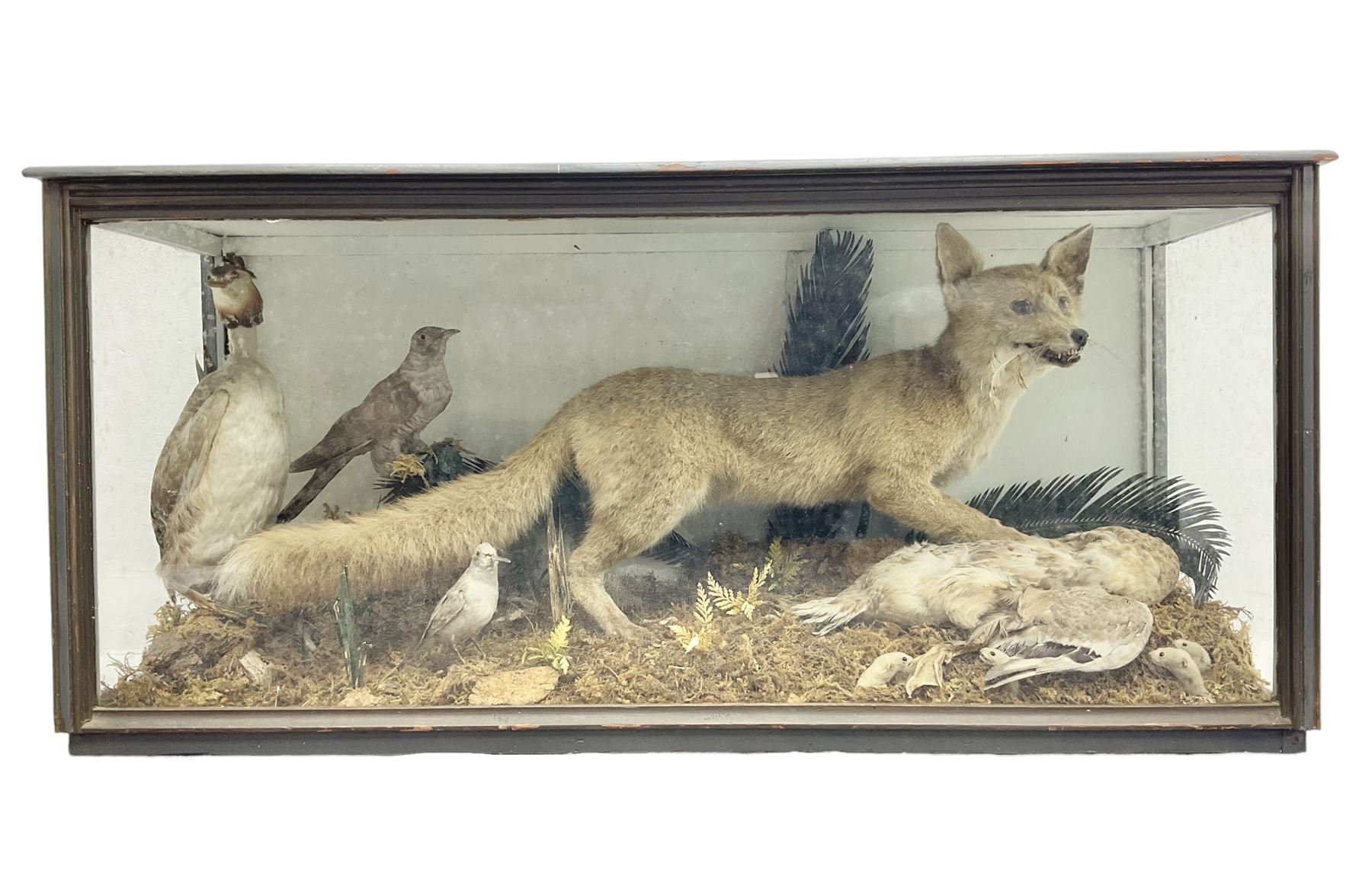 Taxidermy: 19th century cased display Red Fox (Vulpes vulpes) with pray