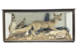 Taxidermy: 19th century cased display Red Fox (Vulpes vulpes) with pray