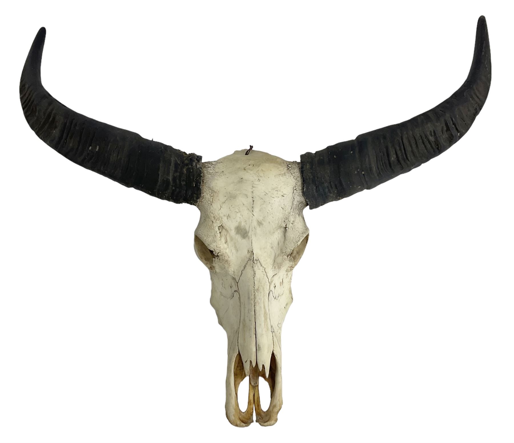 Skulls/Horns: Asian Wild Water Buffalo (Bubalus arnee)