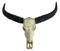 Skulls/Horns: Asian Wild Water Buffalo (Bubalus arnee)