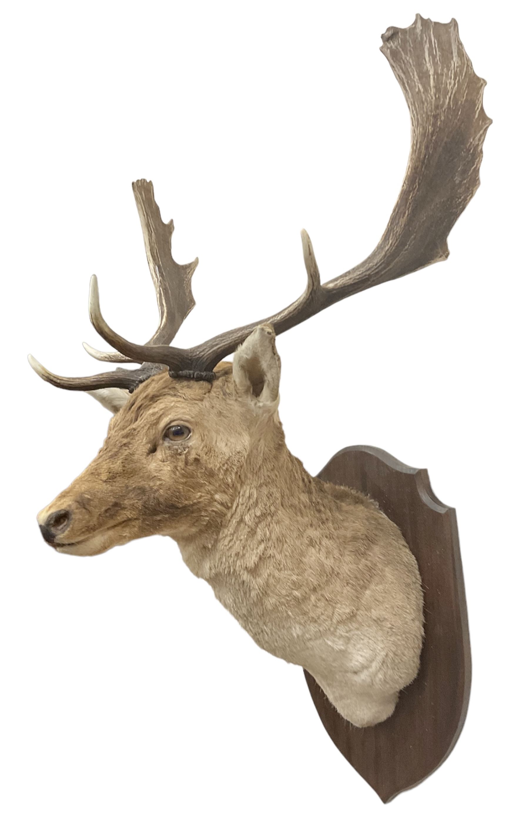 Taxidermy: European Fallow Deer (Dama dama) - Image 14 of 16