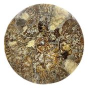 Polished ammonite plate