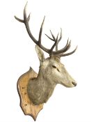 Taxidermy: Scottish red deer (Cervus elaphus scoticus)