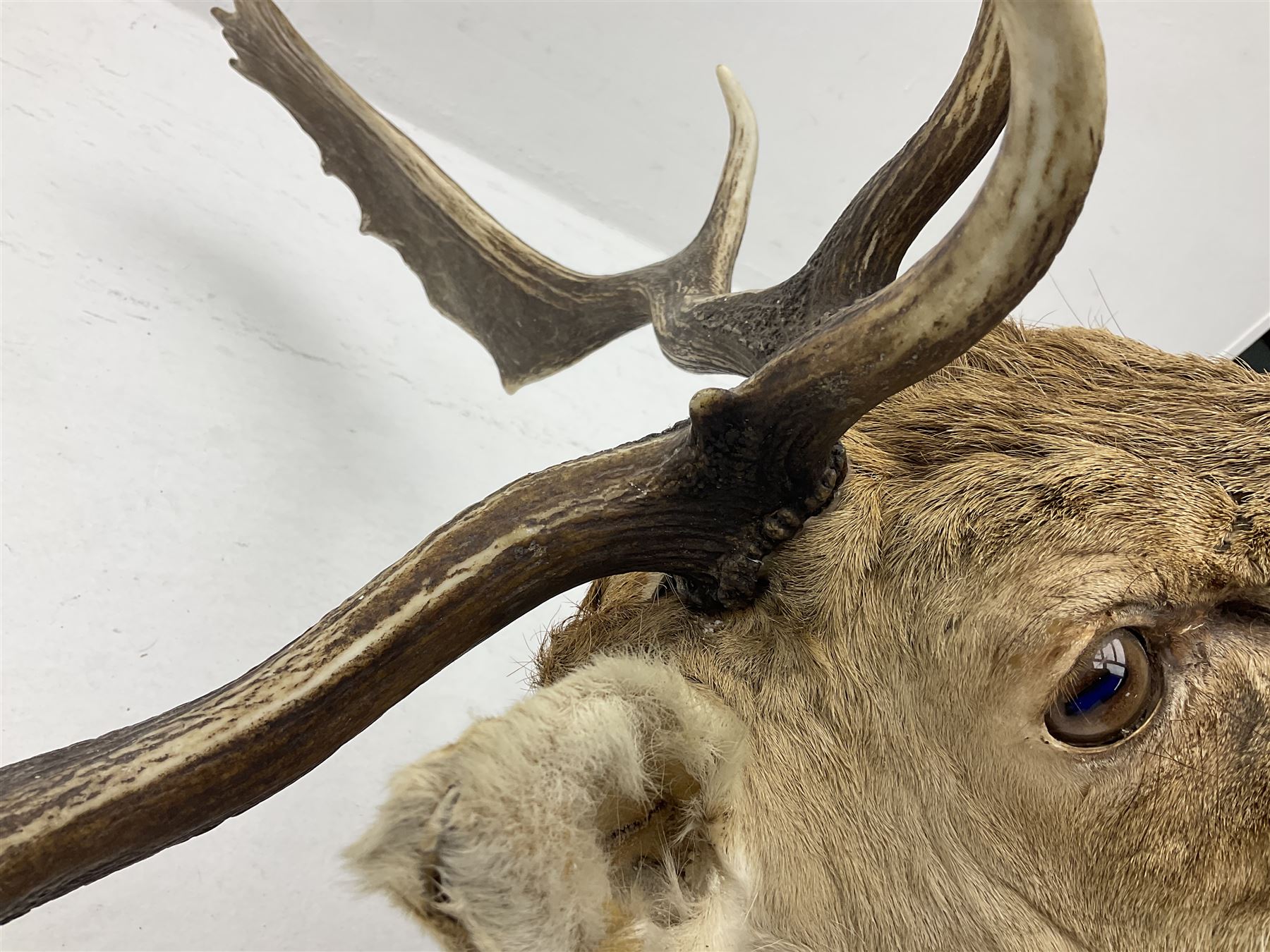 Taxidermy: European Fallow Deer (Dama dama) - Image 10 of 16