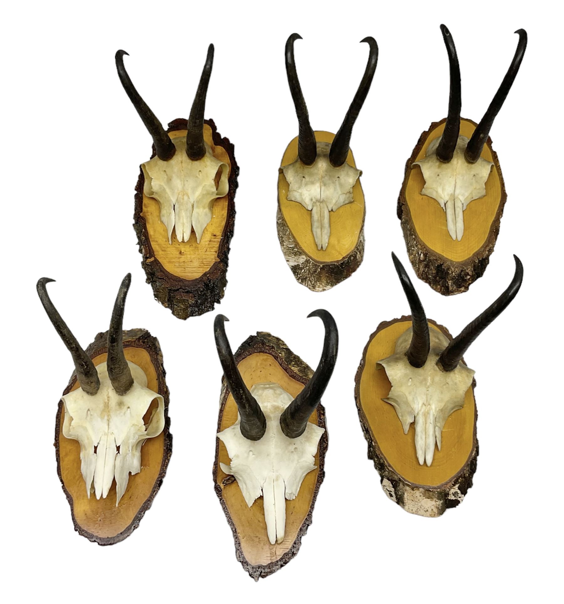 Antlers/Horns: Alpine Chamois (Rupicapra rupicapra)