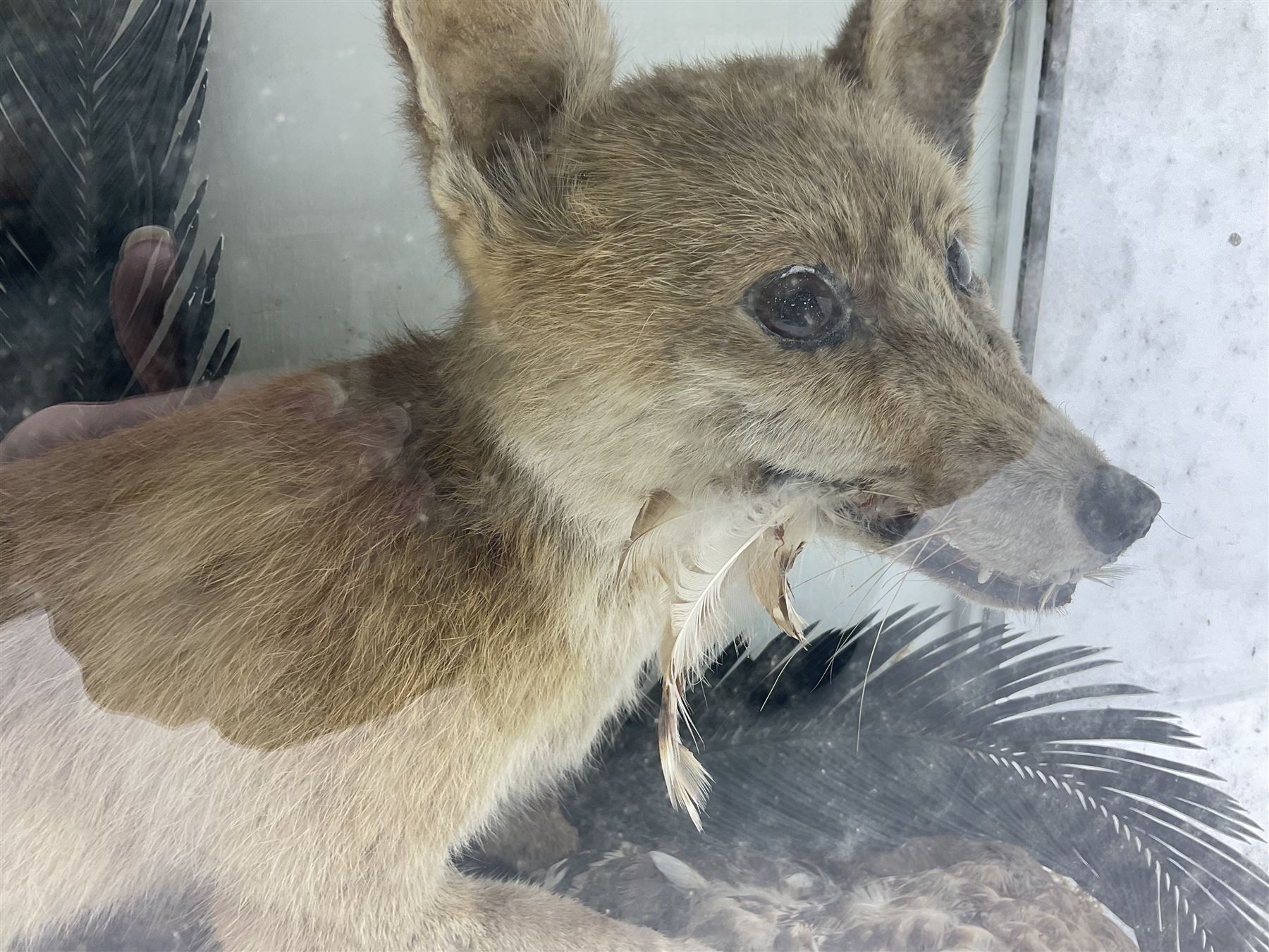 Taxidermy: 19th century cased display Red Fox (Vulpes vulpes) with pray - Image 9 of 15