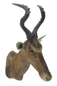 Taxidermy: Cape Red Hartebeest (Alcelaphus caama)