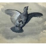 Archibald Thorburn (British 1860-1935): Grey Partridge in Flight