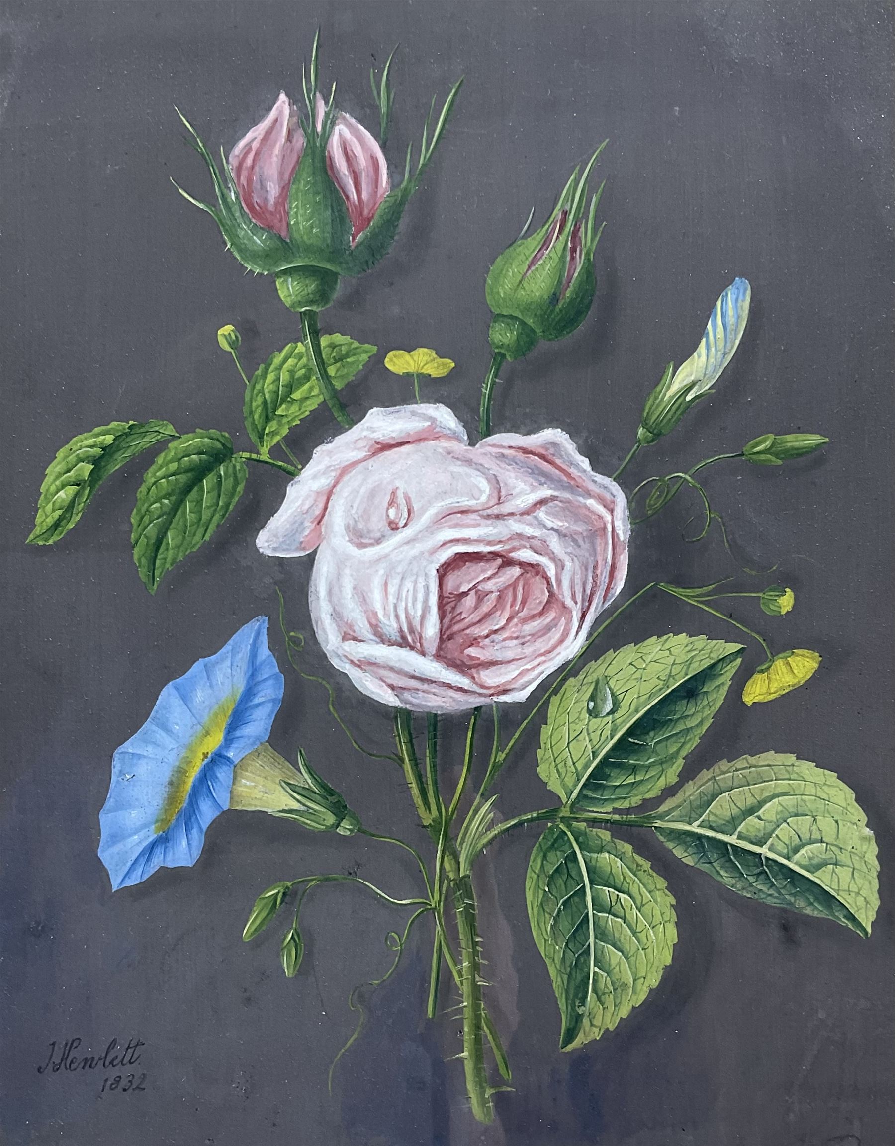 James Hewlett (British 1768-1836): Still life of Roses and Convolvulus