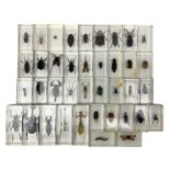 Entomology; collection of thirty nine insect specimens