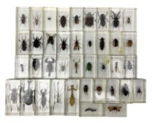 Entomology; collection of thirty nine insect specimens