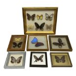 Entomology; seven framed displays contain thirteen specimens of butterflies