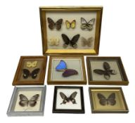 Entomology; seven framed displays contain thirteen specimens of butterflies