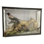 Taxidermy; 19th century cased display Red Fox (Vulpes vulpes) with pray