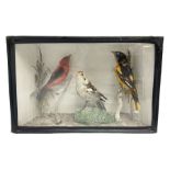 Taxidermy; Victorian cased display of birds