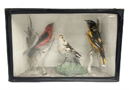 Taxidermy; Victorian cased display of birds