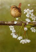 Robert E Fuller (British 1972-): 'Wren on Cherry Blossom'